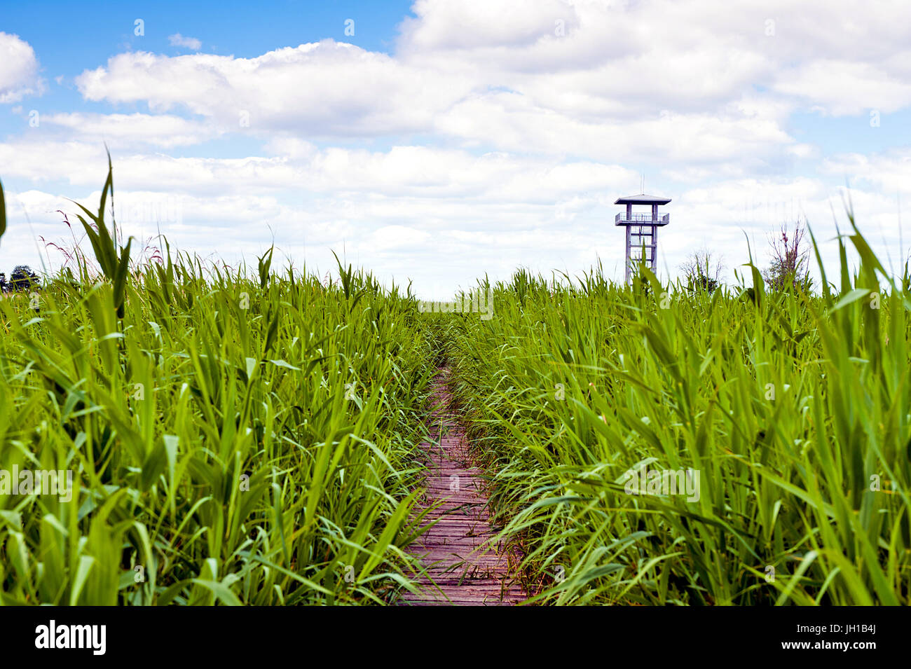Swamp area coperta in erba di palude con percorso di legno che portano a guardare fuori la piattaforma a studiare la fauna selvatica in questo habitat cielo blu e bianca nuvola - Scenic Pa Foto Stock
