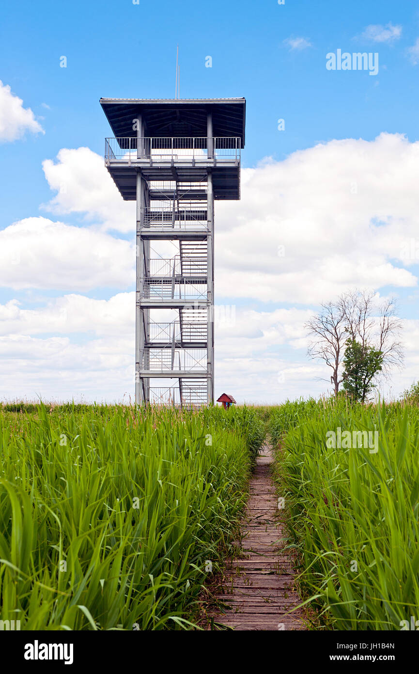 Swamp area coperta in erba di palude con percorso di legno che portano a guardare fuori la piattaforma a studiare la fauna selvatica in questo habitat cielo blu e bianca nuvola - Scenic Pa Foto Stock