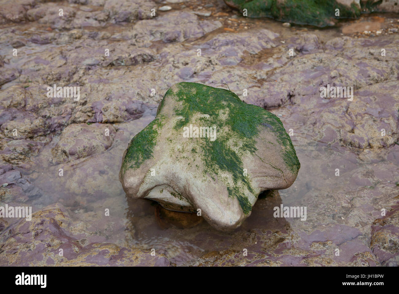 Impronta di dinosauro Pietra, Isola di Wight Foto Stock