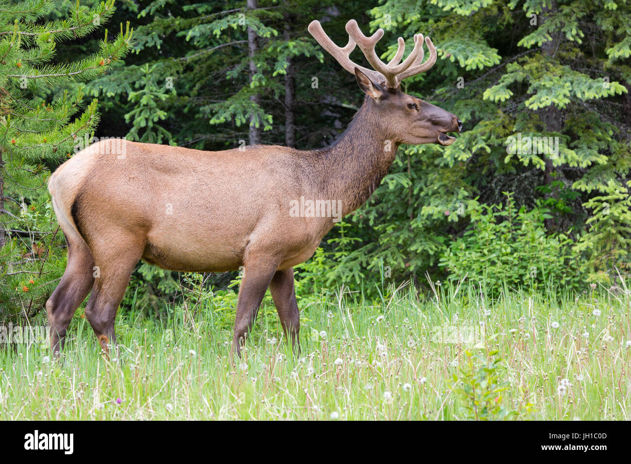 Un maschio (bull) Elk (Cervus canadensis) lungo la Icefields Parkway (Superstrada 93) nel Parco Nazionale di Jasper, Alberta, Canada Foto Stock