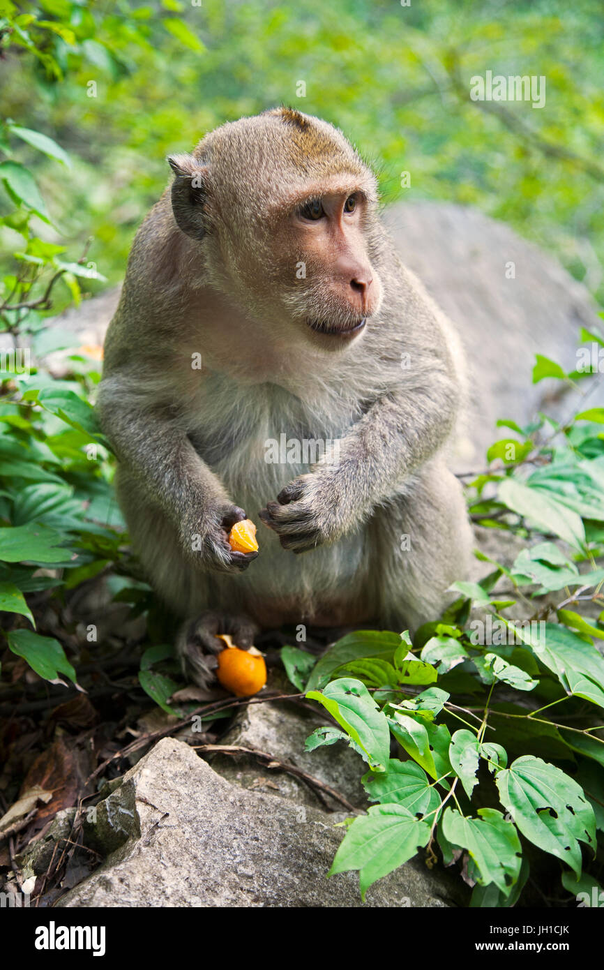 Il macaco rhesus macaca mulatta, è una delle più note specie di scimmie del Vecchio Mondo. Macachi Rhesus abitano in una grande varietà di habitat da gr Foto Stock