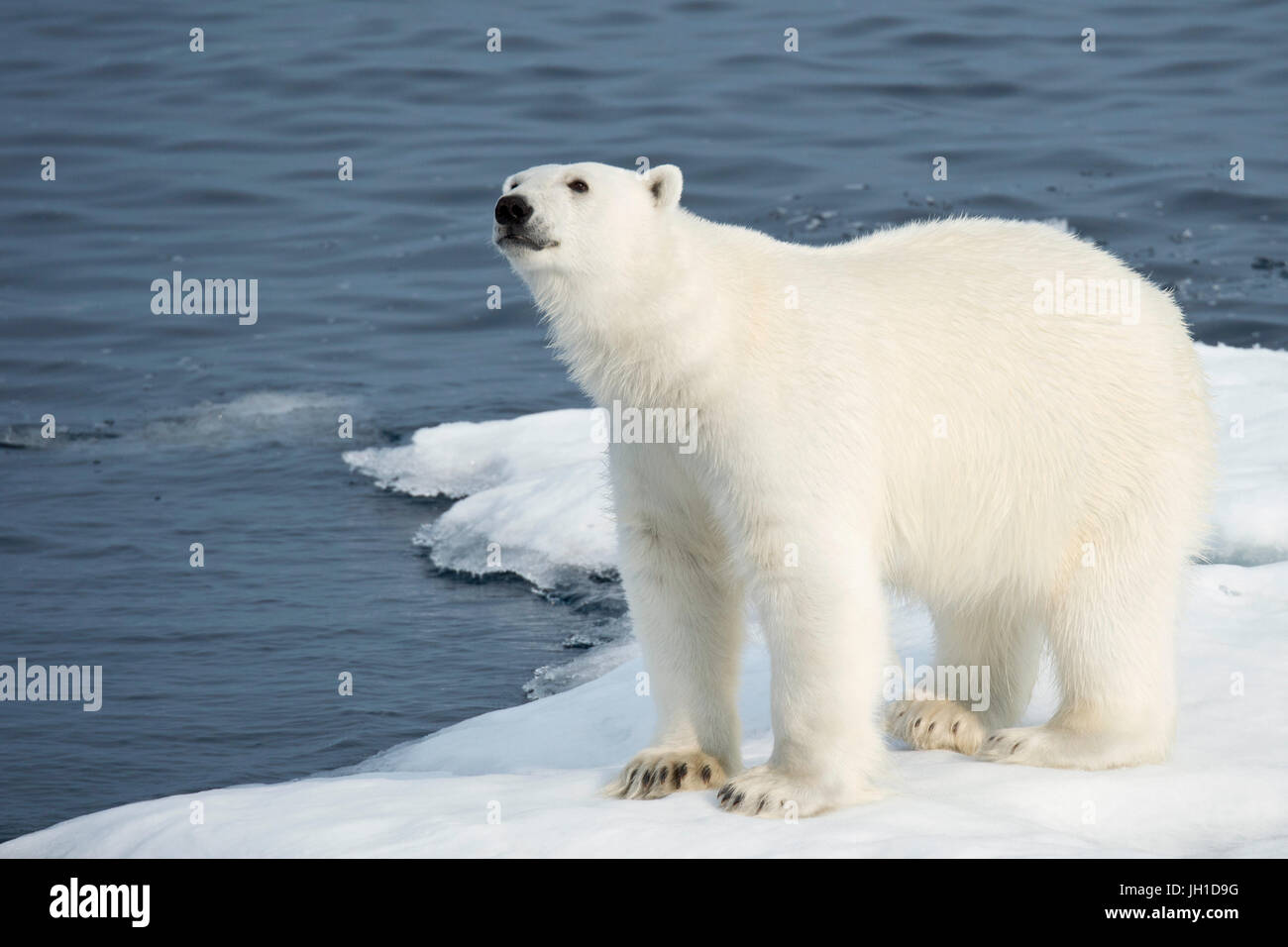 Maschio di Orso Polare, Ursus maritimus, su un iceberg, Isola Baffin, Artico Canadese Foto Stock
