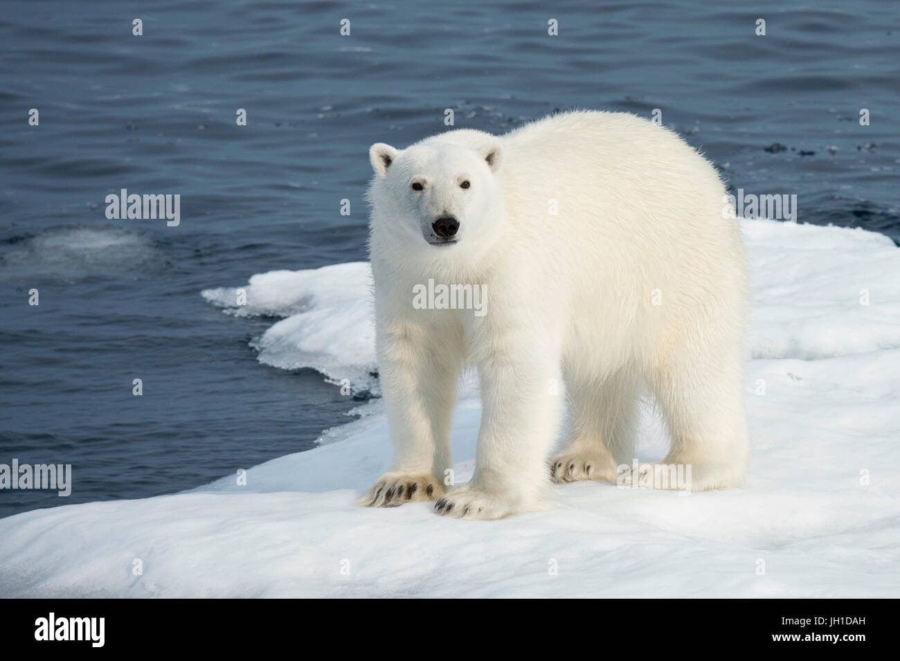 Maschio di Orso Polare, Ursus maritimus, in piedi su un iceberg, Isola Baffin, Artico Canadese Foto Stock