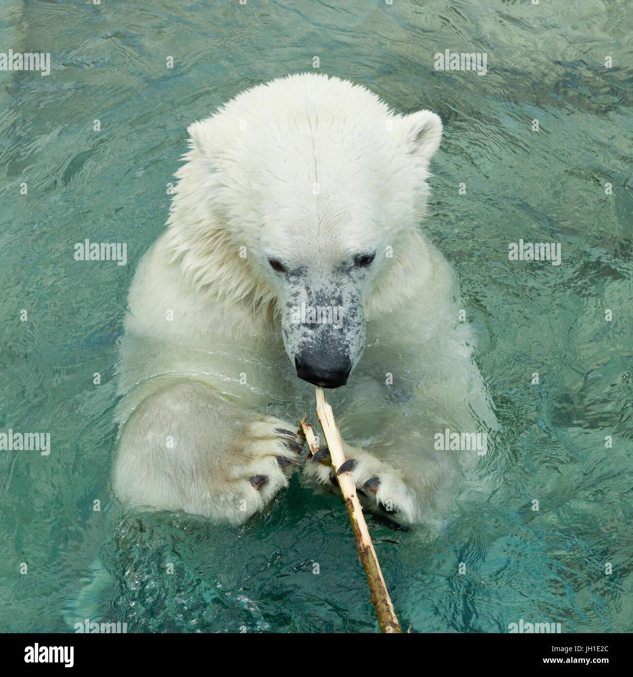 Orso polare a Toronato Zoo in Canada Foto Stock