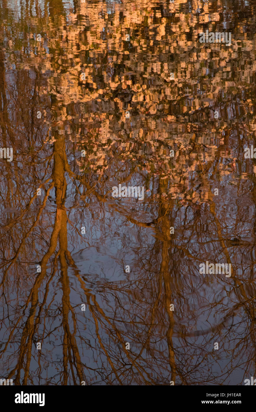 Molla albero fioritura con la riflessione di Fox River in Brookfield, Wisconsin Foto Stock