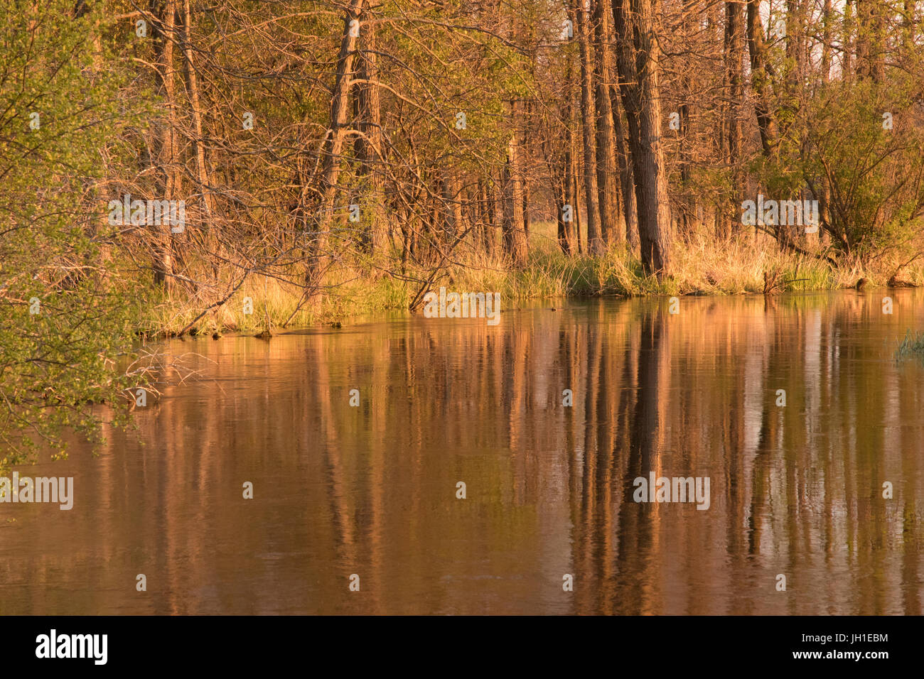 Alberi in riflessione a Fox River in Brookfield, Wisconsin Foto Stock