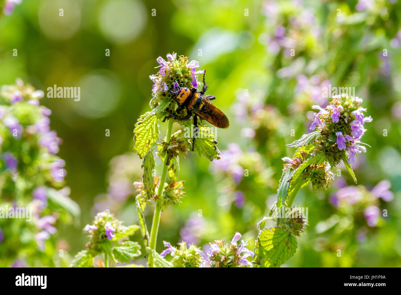Immagine grande insetto hornet su fiori di campo Foto Stock