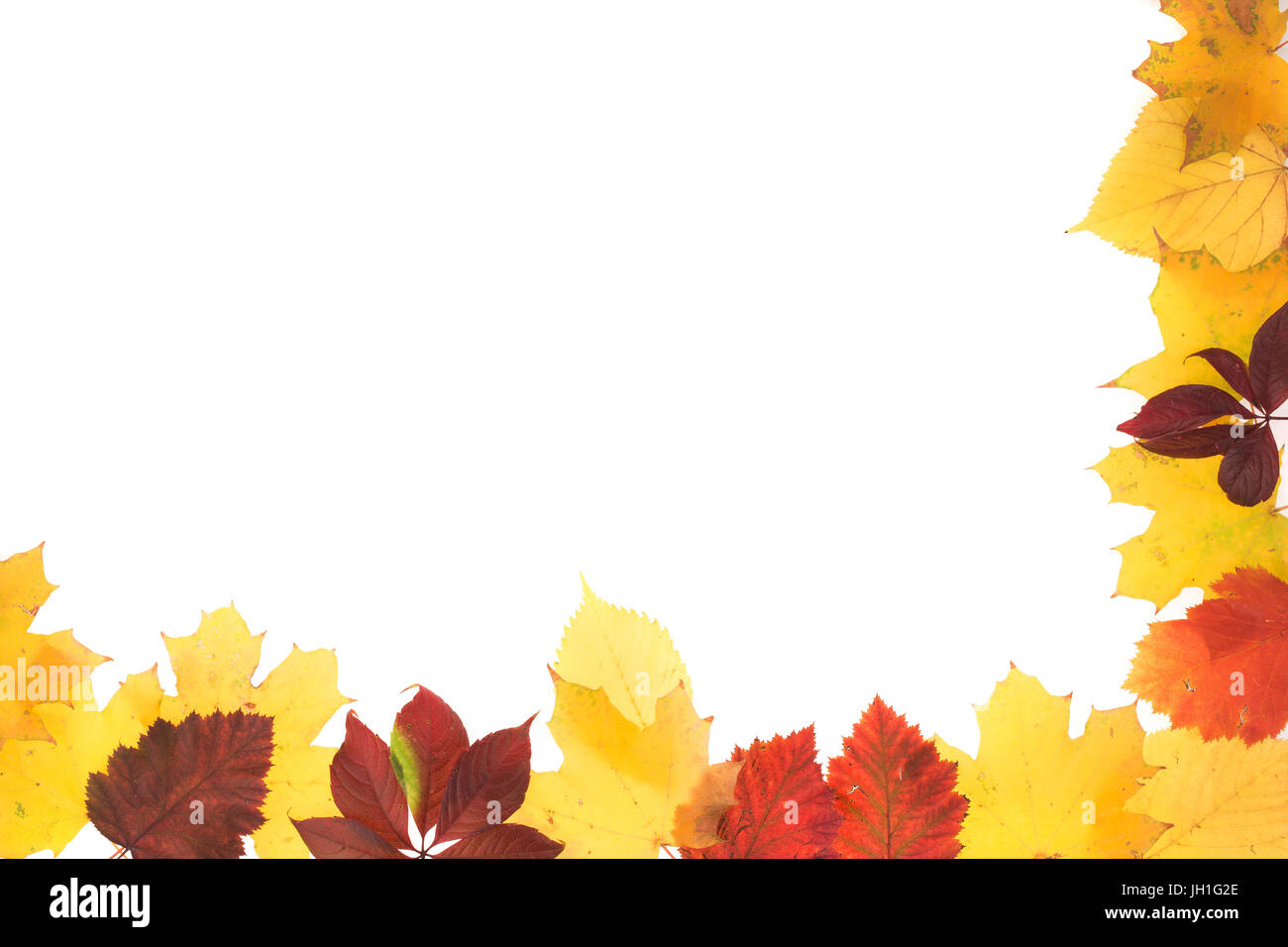 Telaio di foglie di autunno. Le foglie sono su sfondo bianco. Foto Stock