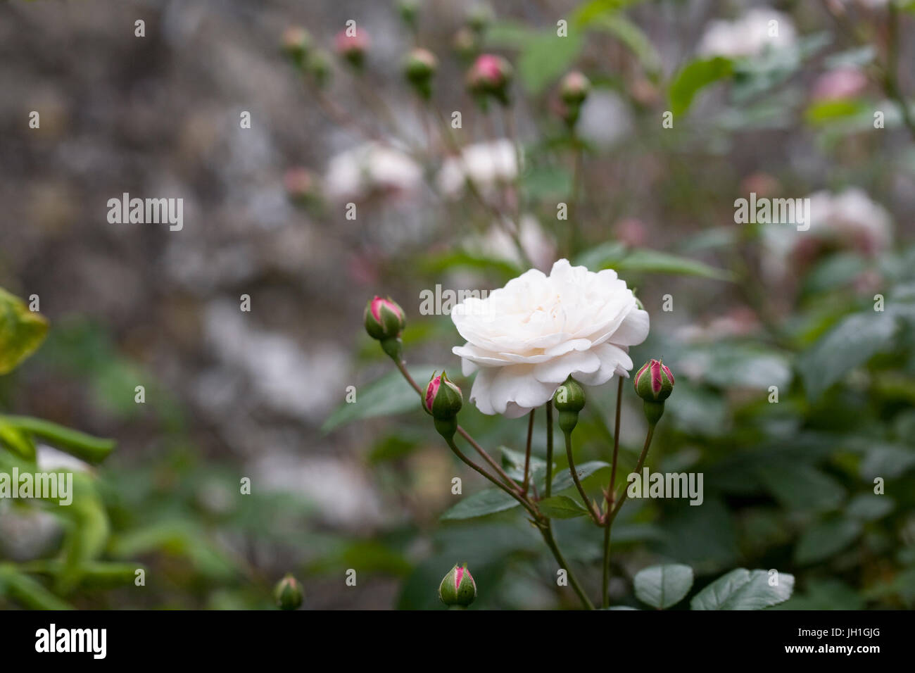 Bianco rosa ad arbusto nel giardino. Foto Stock