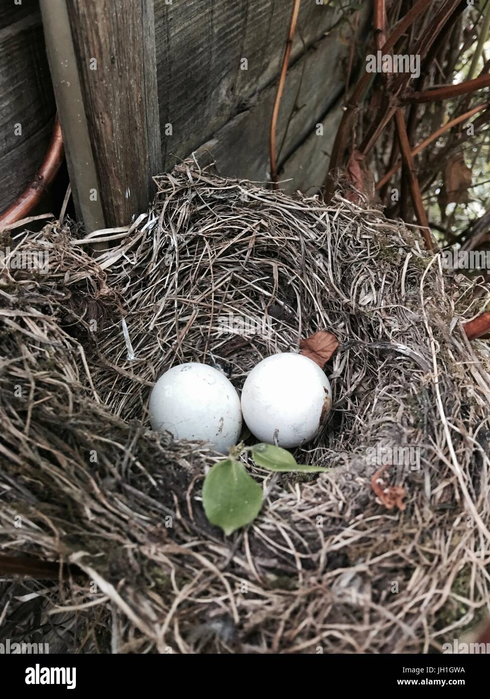 Due le uova bianche in presa naturale. Casa degli Uccelli nel giardino. Foto Stock