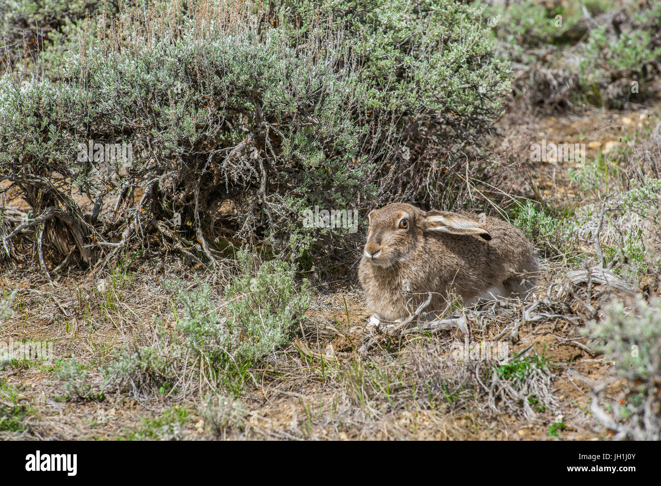 White-tailed Jackrabbit (Lepus townsendii), adagiata vicino sagebrush, Wyoming usa, da Bruce Montagne Foto Stock