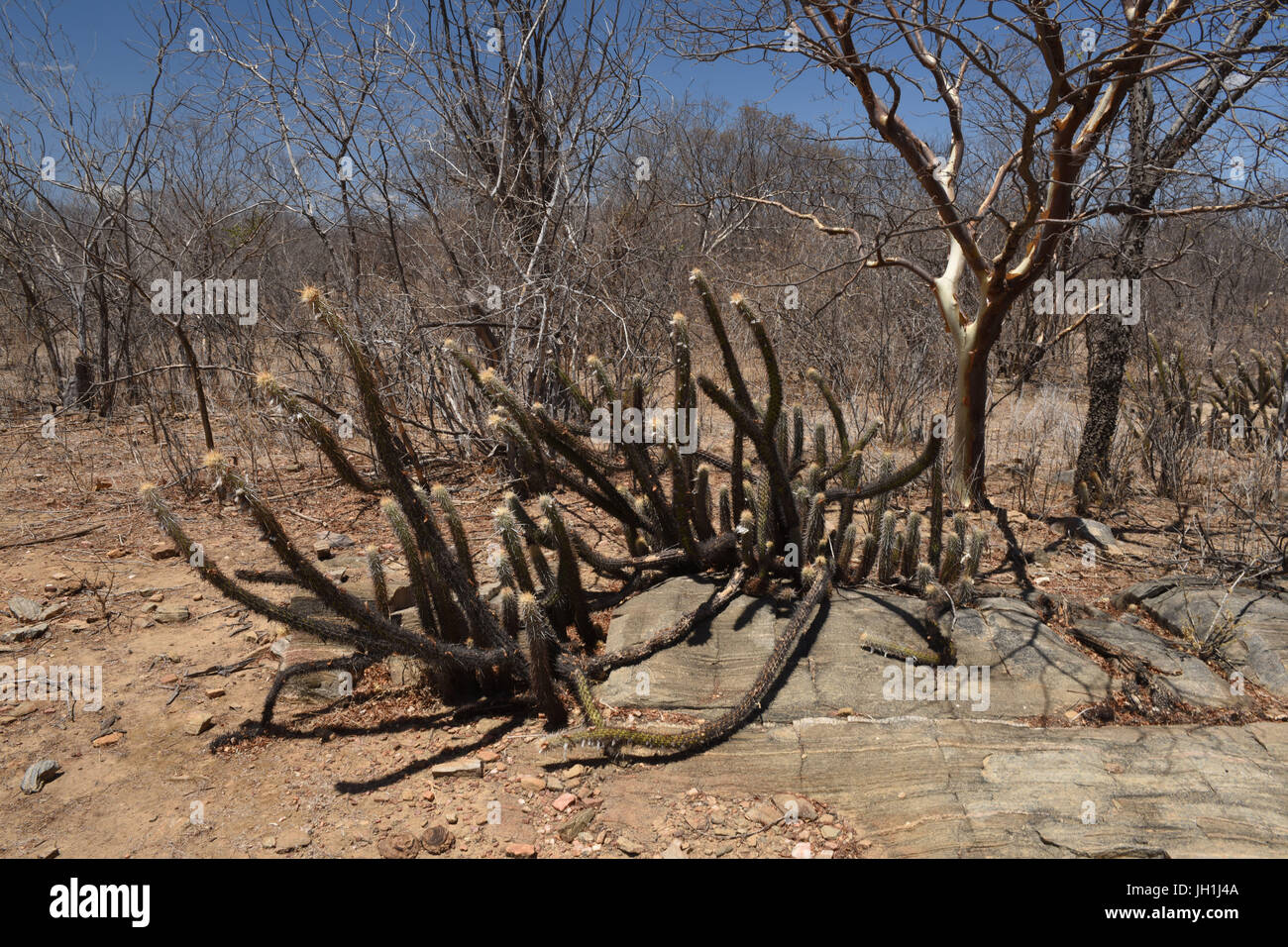 Mandacarú, albero Imburana, 2017, Caatinga, Paraíba, Brasile Foto Stock