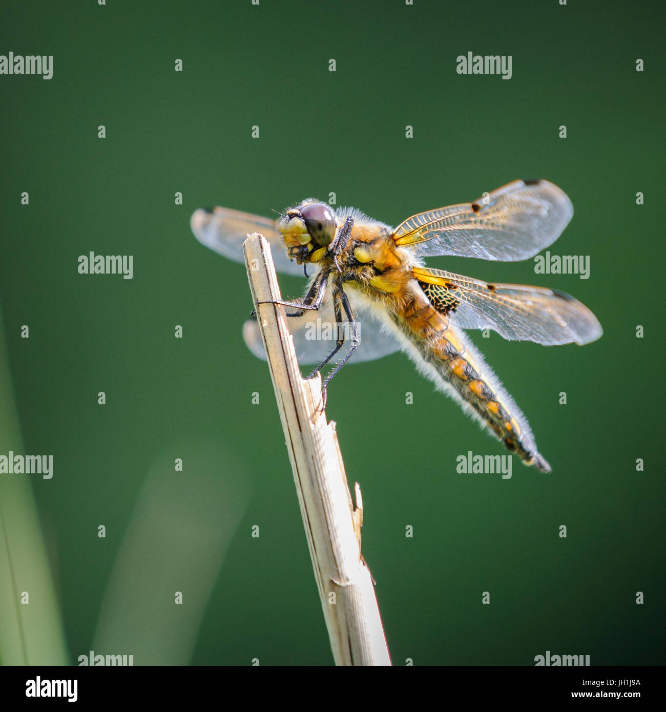 Tre quarti di profilo del quattro-spotted chaser dragonfly sulla cima di una canna rotta stelo pianura con sfondo verde. Foto Stock