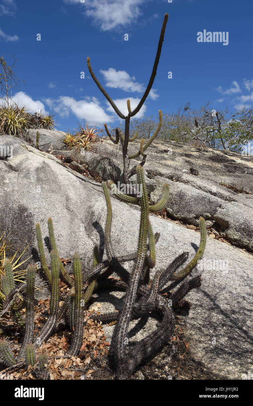 Cactus Xiquexique, Macambira, pietra, 2017, Caatinga, Boa Vista, Paraíba, Brasile Foto Stock