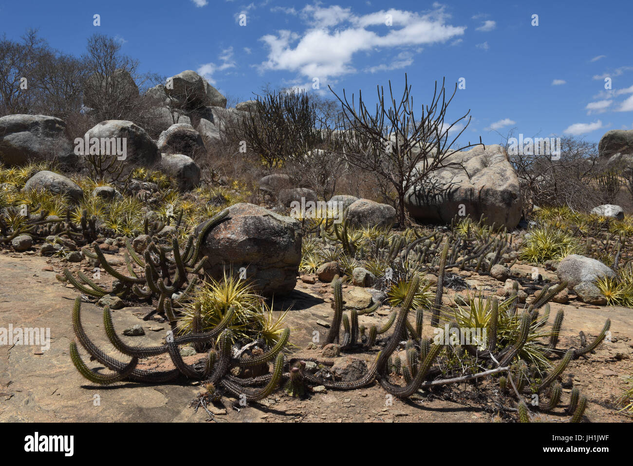 Cactus Xiquexique, Macambira, 2017, Caatinga, Boa Vista, Paraíba, Brasile Foto Stock