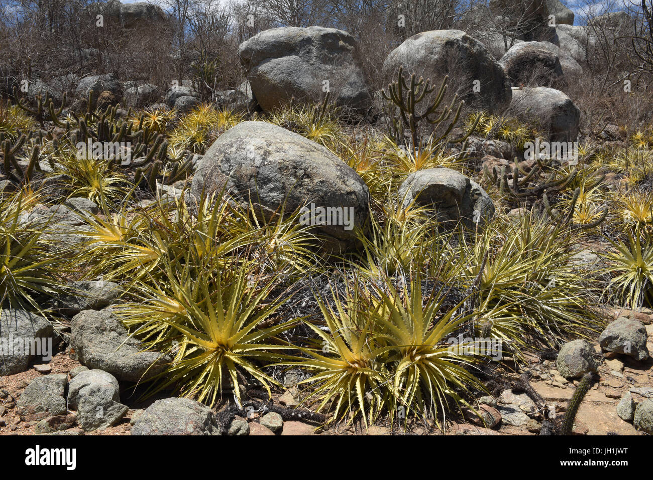 Cactus Xiquexique, Macambira, mandacarú, pietra, 2017, Caatinga, Boa Vista, Paraíba, Brasile Foto Stock