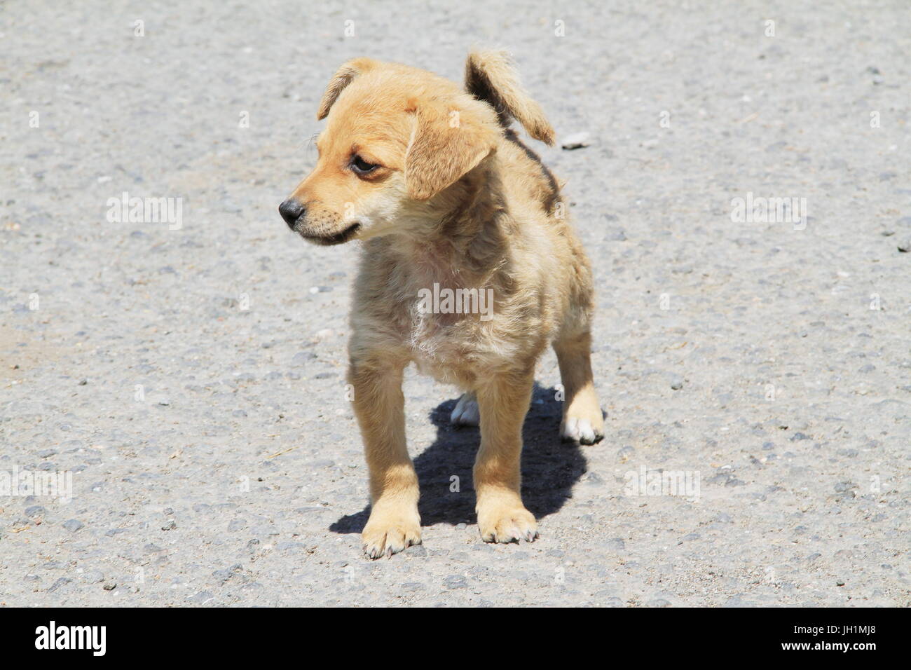 Una foto o un'immagine che mostra un piccolo marrone mongrel cucciolo in piedi su una superficie stradale. Foto Stock
