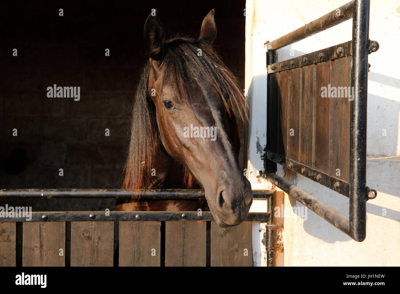 Il cavallo in un cavallo-box. L'Italia. Foto Stock