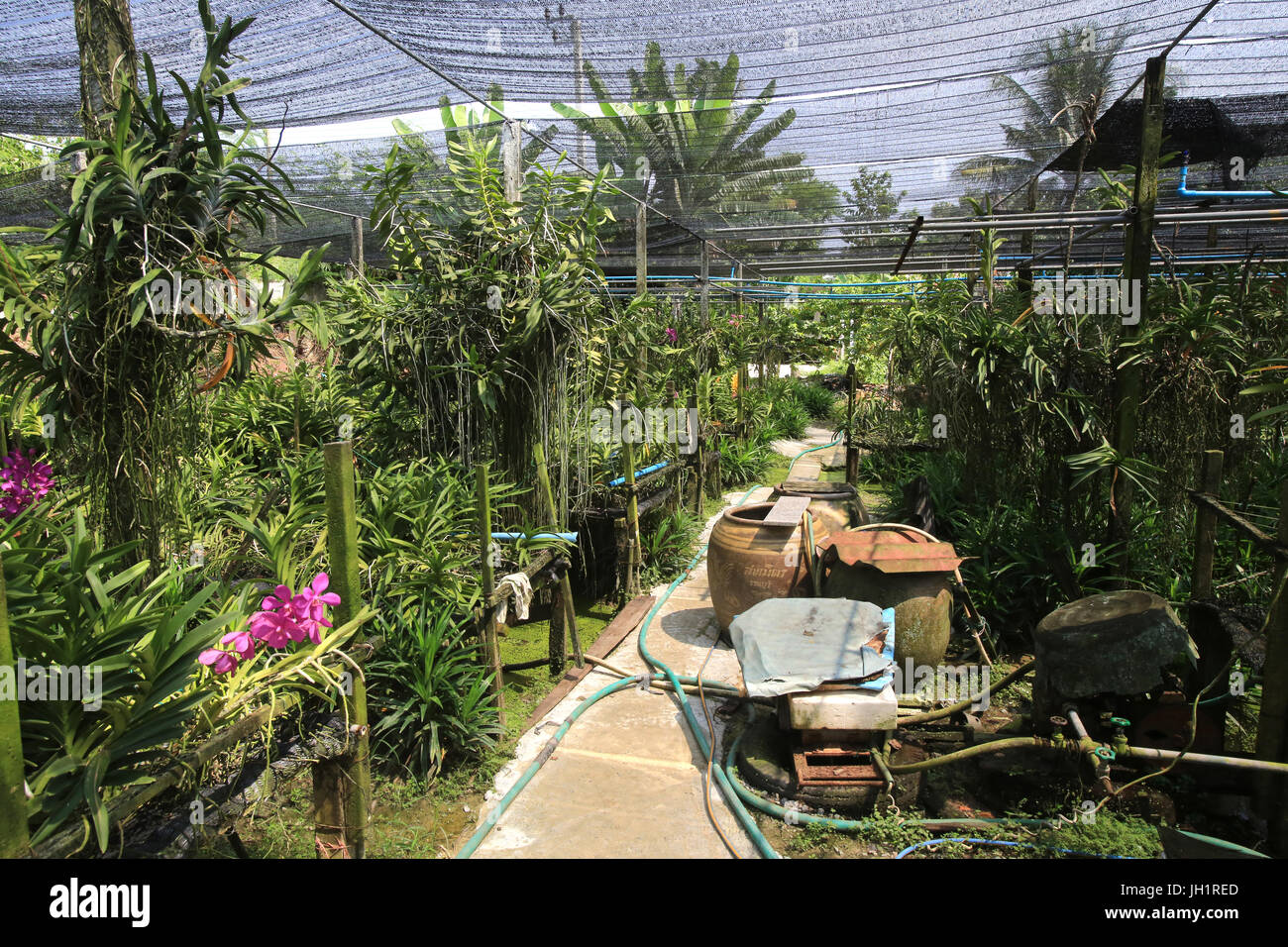 La coltivazione e la produzione di orchidee. Thailandia. Foto Stock