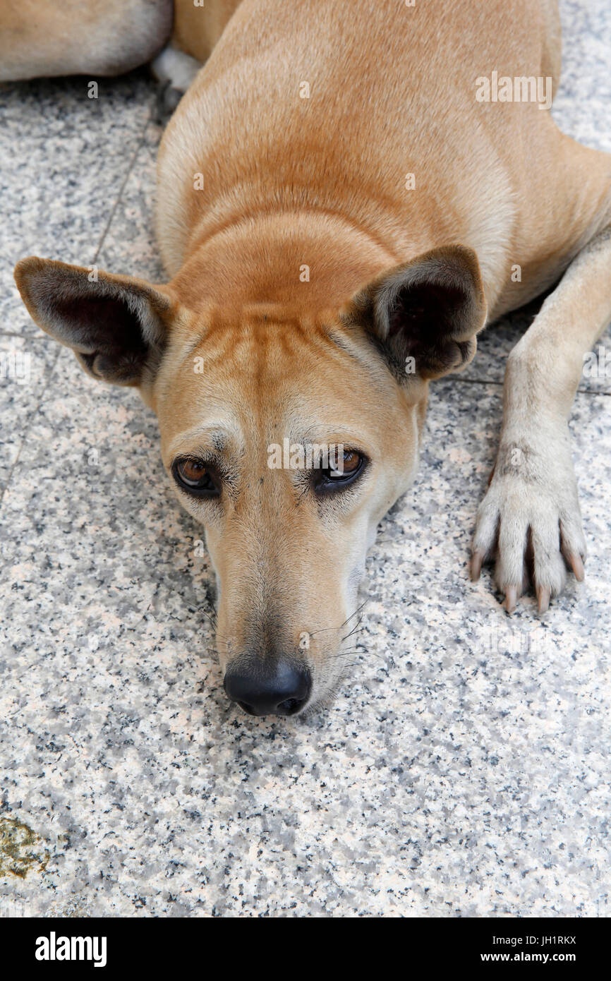Cane sdraiato sul pavimento. Thailandia. Foto Stock