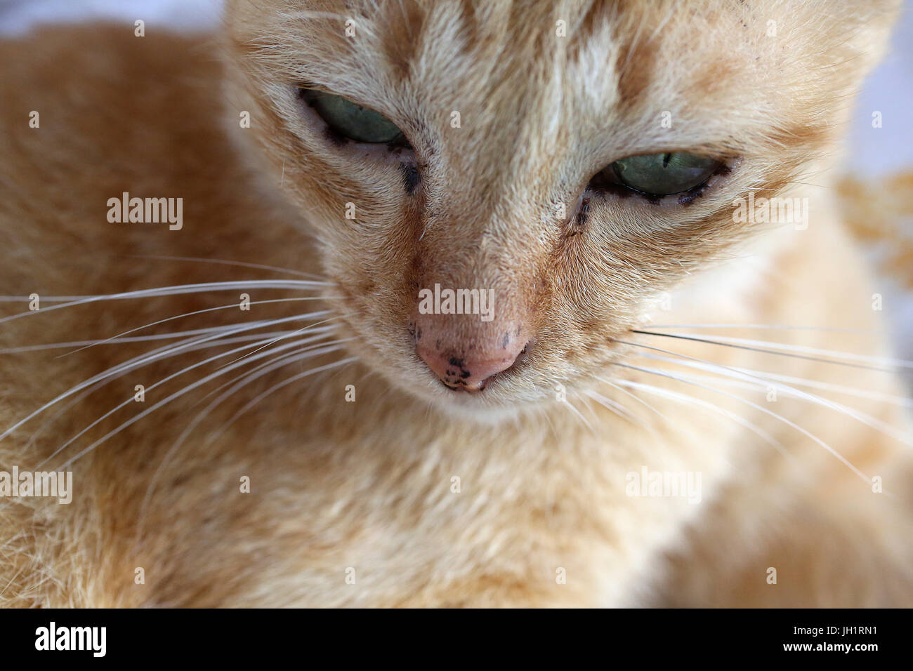 Gatto. Thailandia. Foto Stock