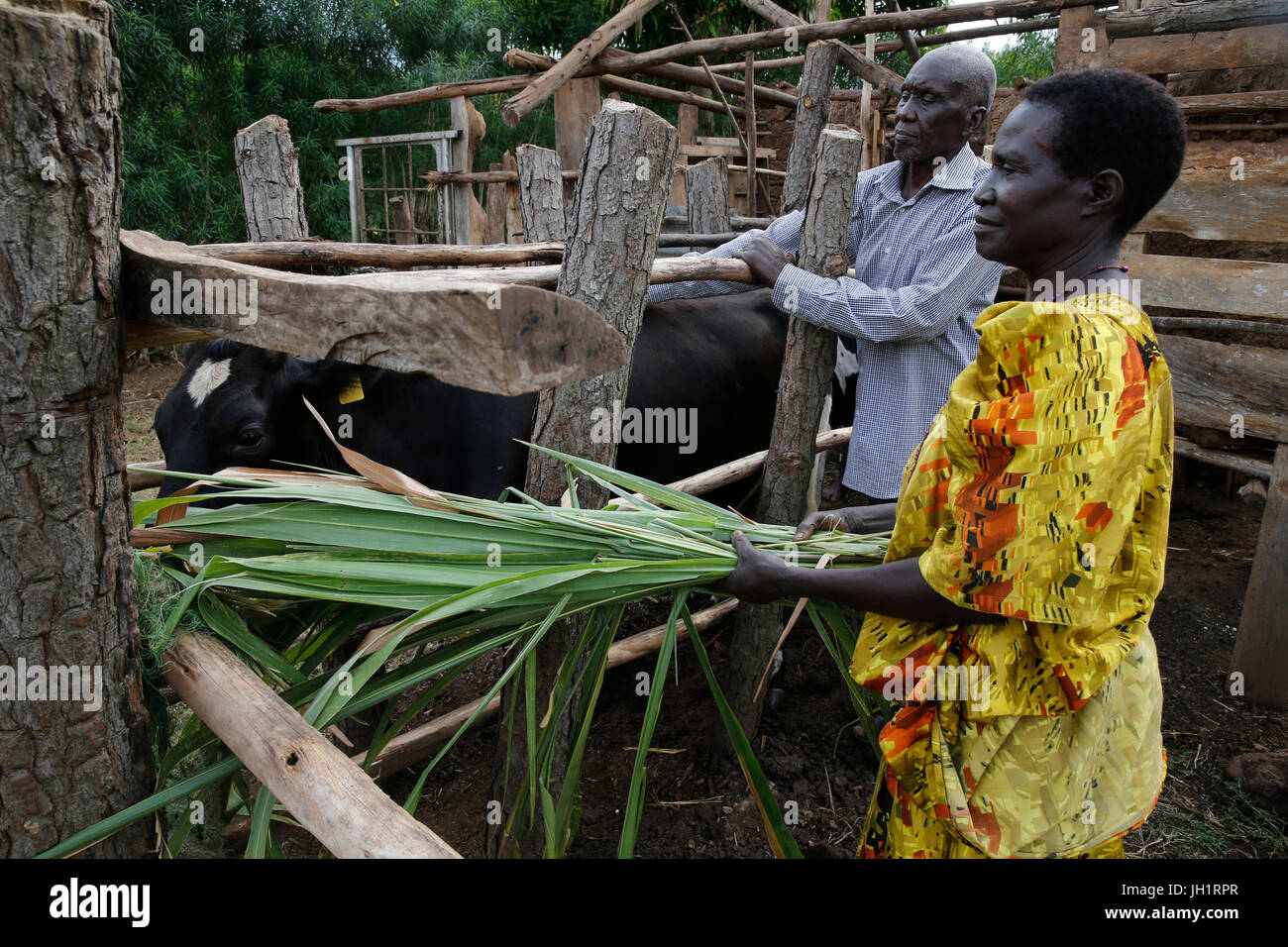 Augustin e Firenze Barakurraha appartengono a un agricoltori' gruppo. Essi utilizzano le loro mucche " concime a produrre biogaz. Essi hanno ricevuto un finanziamento da Uganda Kolpi Foto Stock