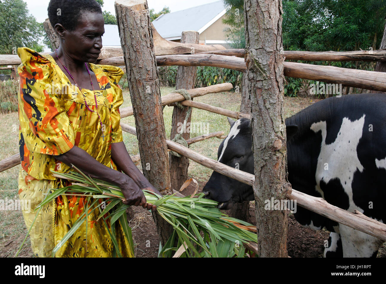 Augustin e Firenze Barakurraha appartengono a un agricoltori' gruppo. Essi utilizzano le loro mucche " concime a produrre biogaz. Essi hanno ricevuto un finanziamento da Uganda Kolpi Foto Stock