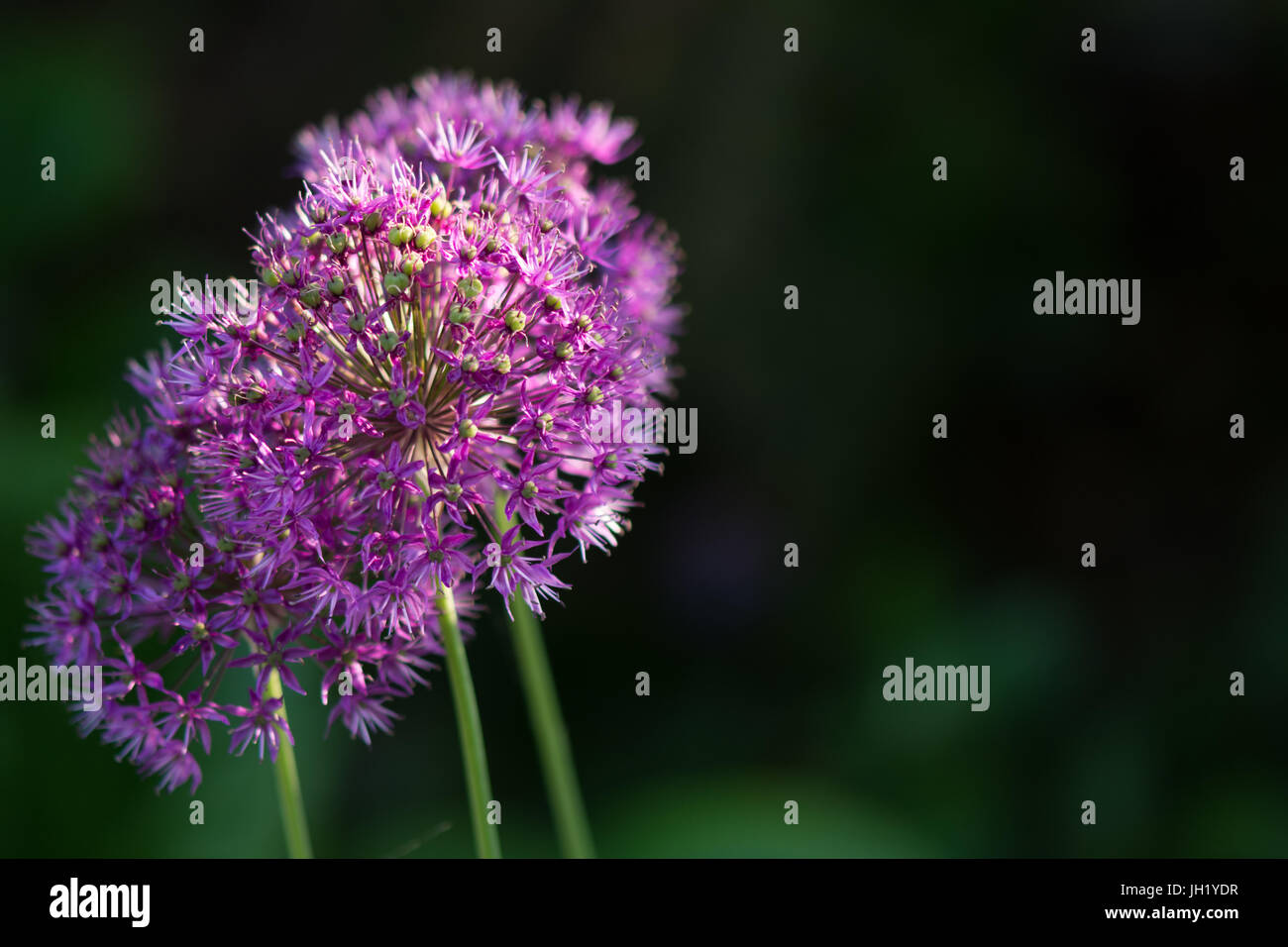 Allium fiore in fiore Foto Stock