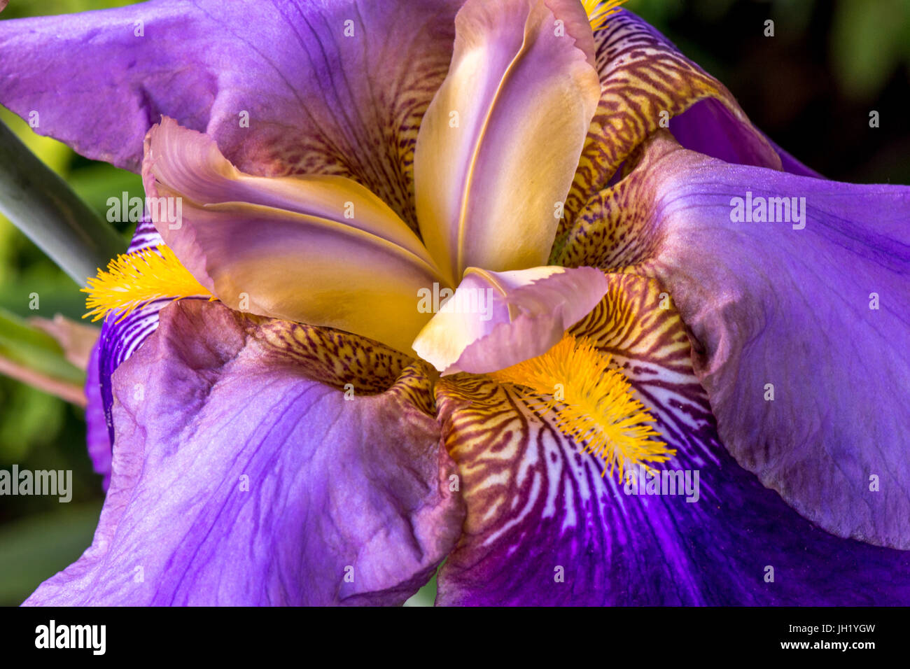 Iris in piena fioritura Foto Stock