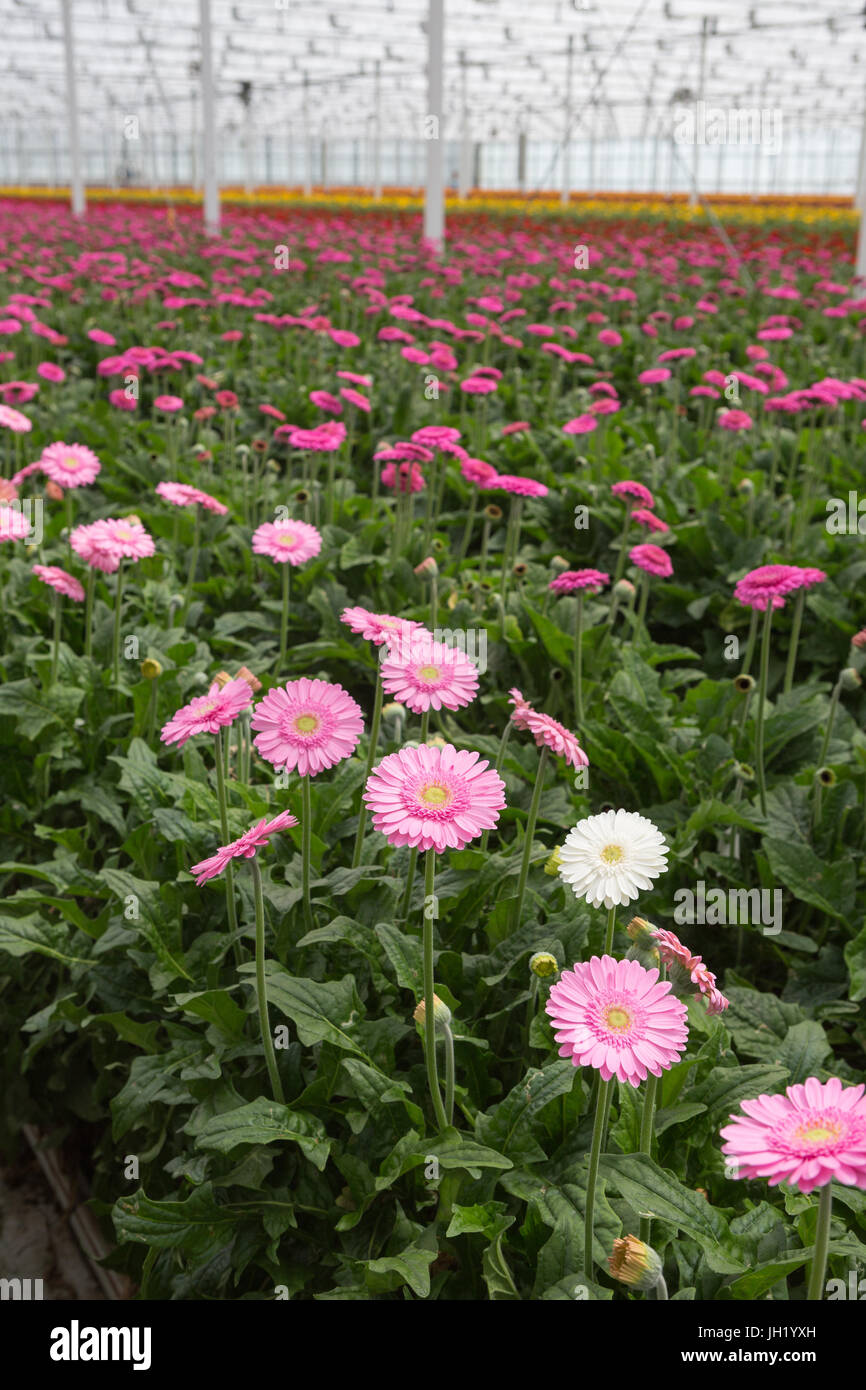 MOERKAPELLE, I PAESI BASSI, 5 giugno 2017: Righe colorate del Transvaal Daisy o Gerbera cresciuti commercialmente in una grande e moderna casa verde. Foto Stock