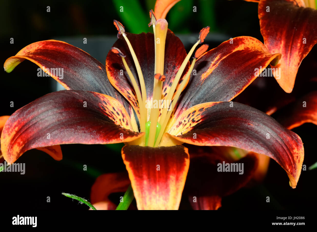Hemerocallis in piena fioritura Foto Stock