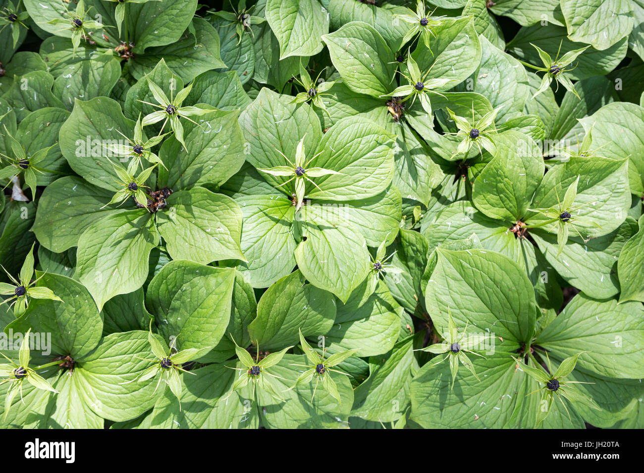 Paris quadrifolia, l'erba-Parigi o vero amante di nodo. Foto Stock