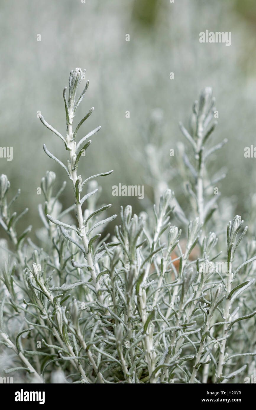 In prossimità di un impianto di Curry - Helichrysum italicum Foto Stock