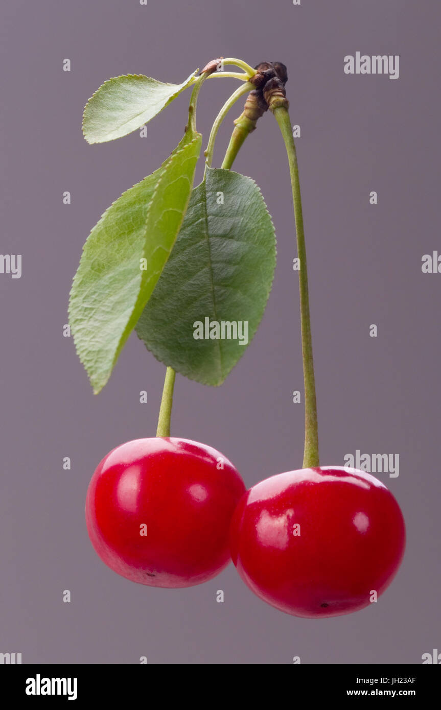 Fresche ciliege acide con foglie. Studio riprese macro. Foto Stock