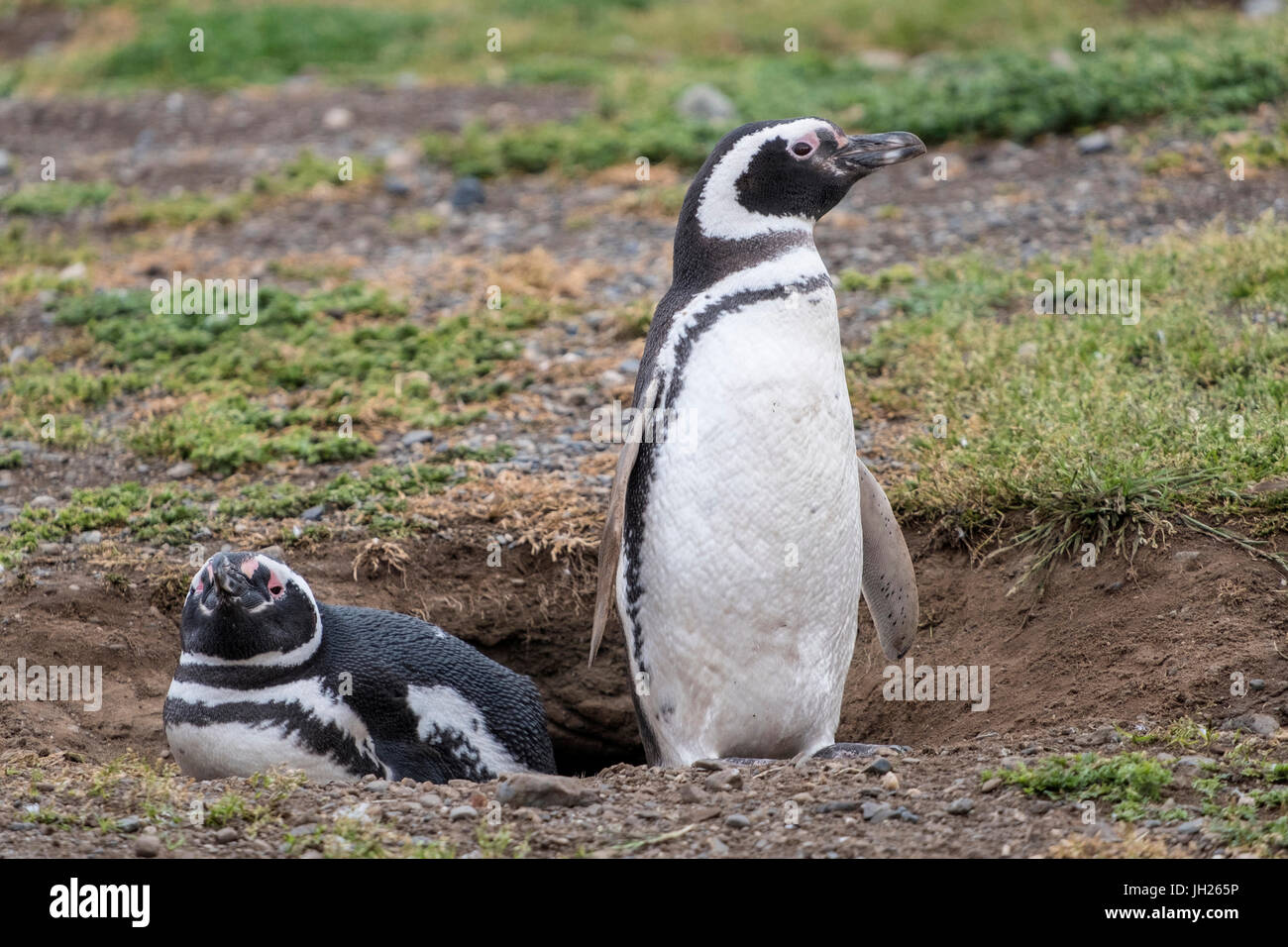Magellanic penguin (Spheniscus magellanicus), una coppia di pinguini di allevamento sul loro nido, Patagonia, Cile, Sud America Foto Stock
