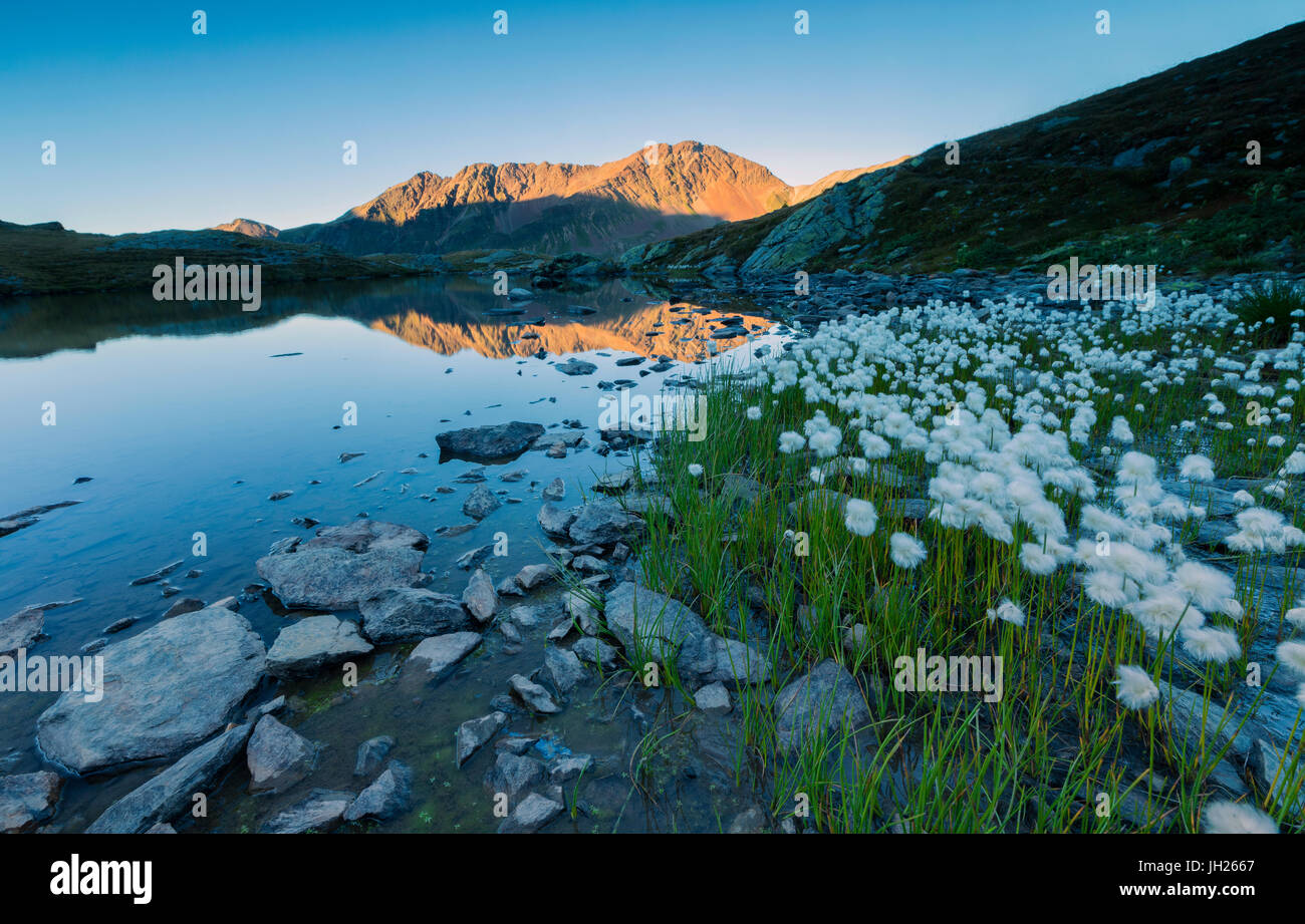 Erba di cotone fotogrammi i picchi rocciosi riflessa nel lago Umbrail al tramonto, Passo Stelvio, Valtellina, Lombardia, Italia, Europa Foto Stock