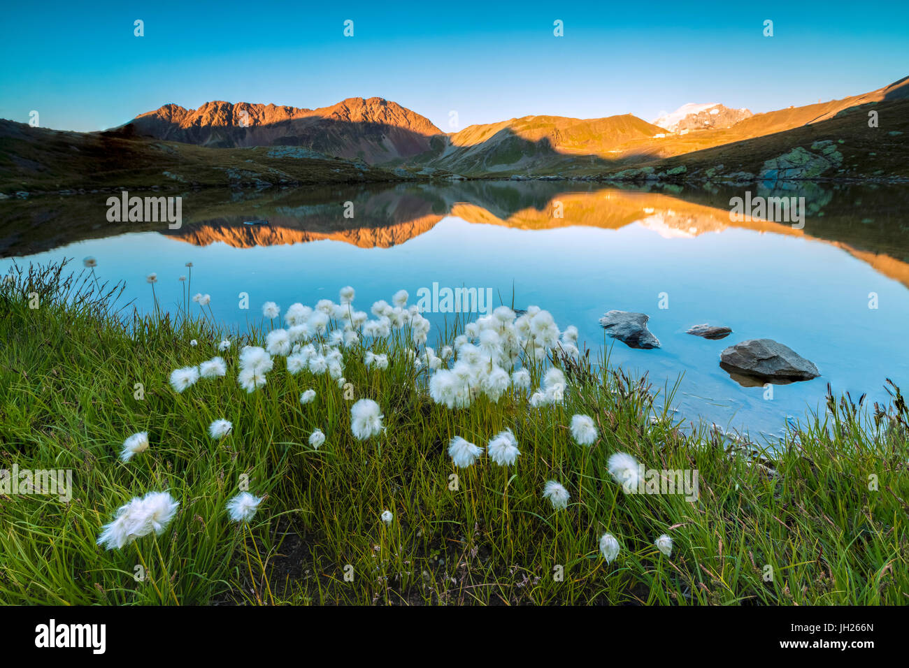 Erba di cotone fotogrammi i picchi rocciosi riflessa nel lago Umbrail al tramonto, Passo Stelvio, Valtellina, Lombardia, Italia, Europa Foto Stock