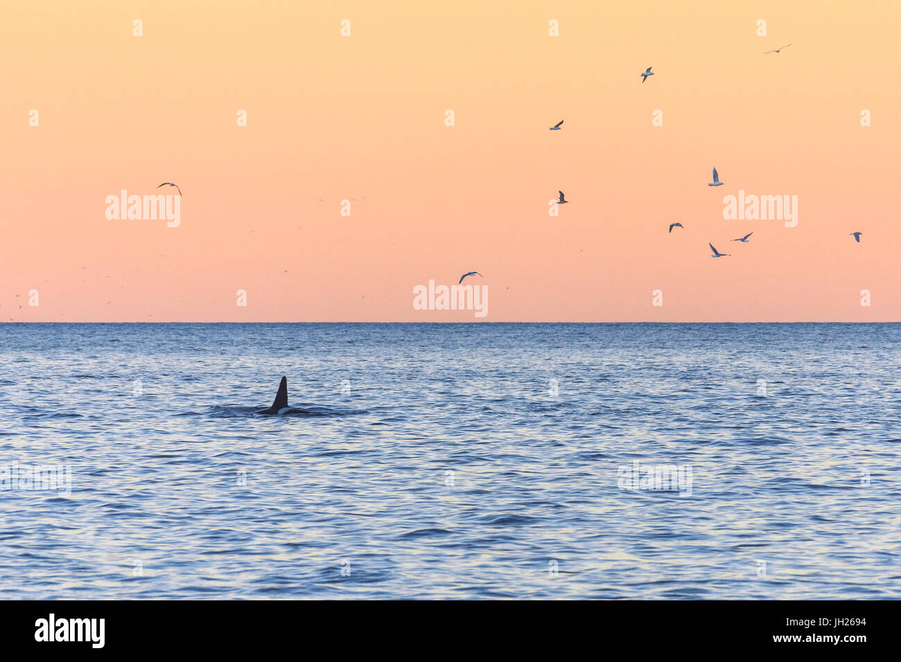 Una balena killer nel freddo mare incorniciato da gabbiani volare nel cielo rosa all'alba, Tungeneset, Senja, Troms, Norvegia e Scandinavia Foto Stock
