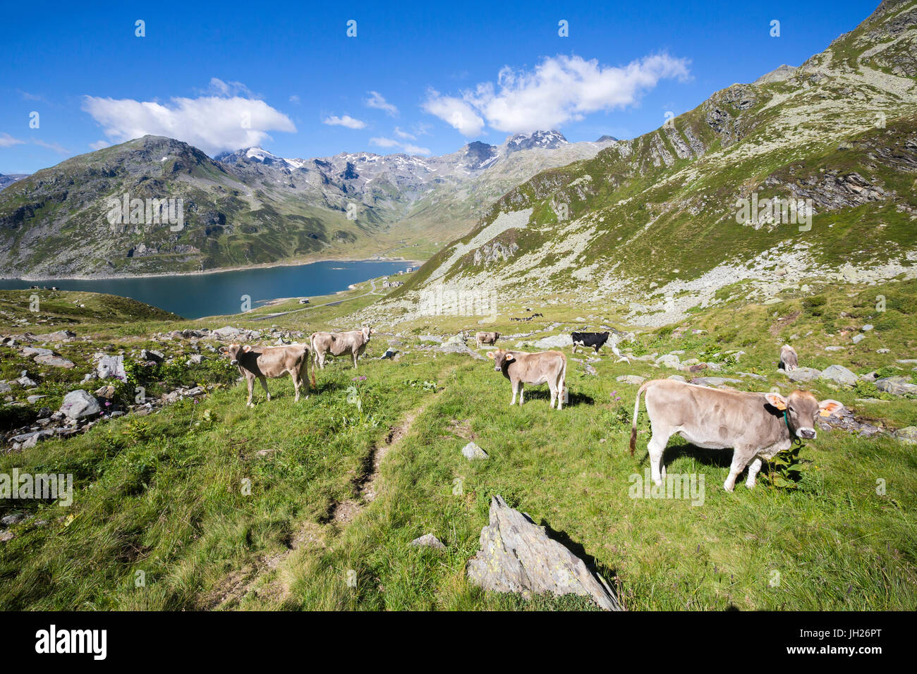 Le mucche nei pascoli verdi con il lago di Montespluga in background, Val Chiavenna, Valtellina, Lombardia, Italia, Europa Foto Stock