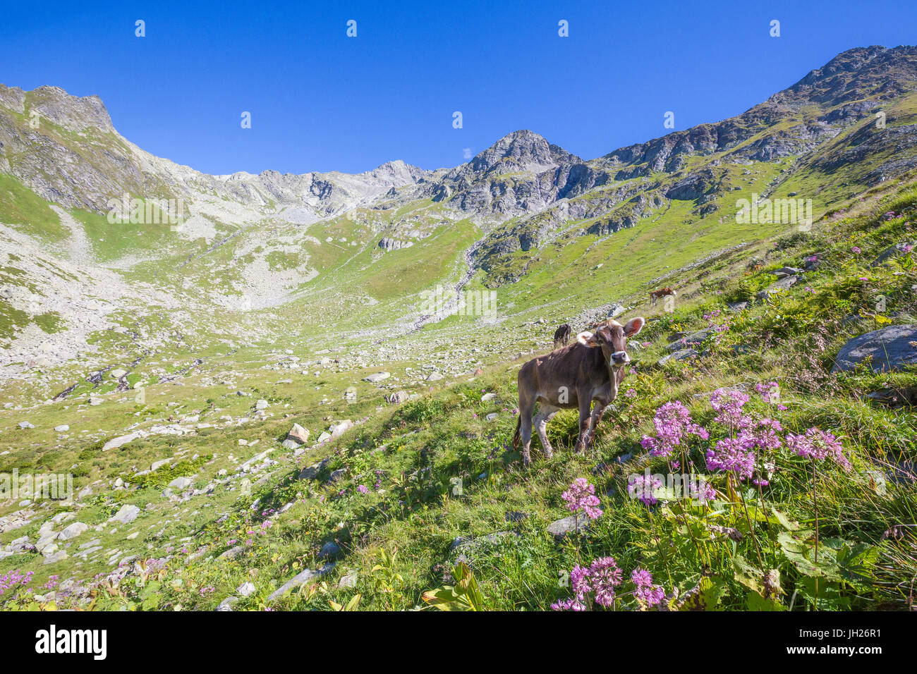 Le mucche pascolano nei prati da pascolo con il picco roccioso Suretta in background, Val Chiavenna, Valtellina, Lombardia, Italia Foto Stock