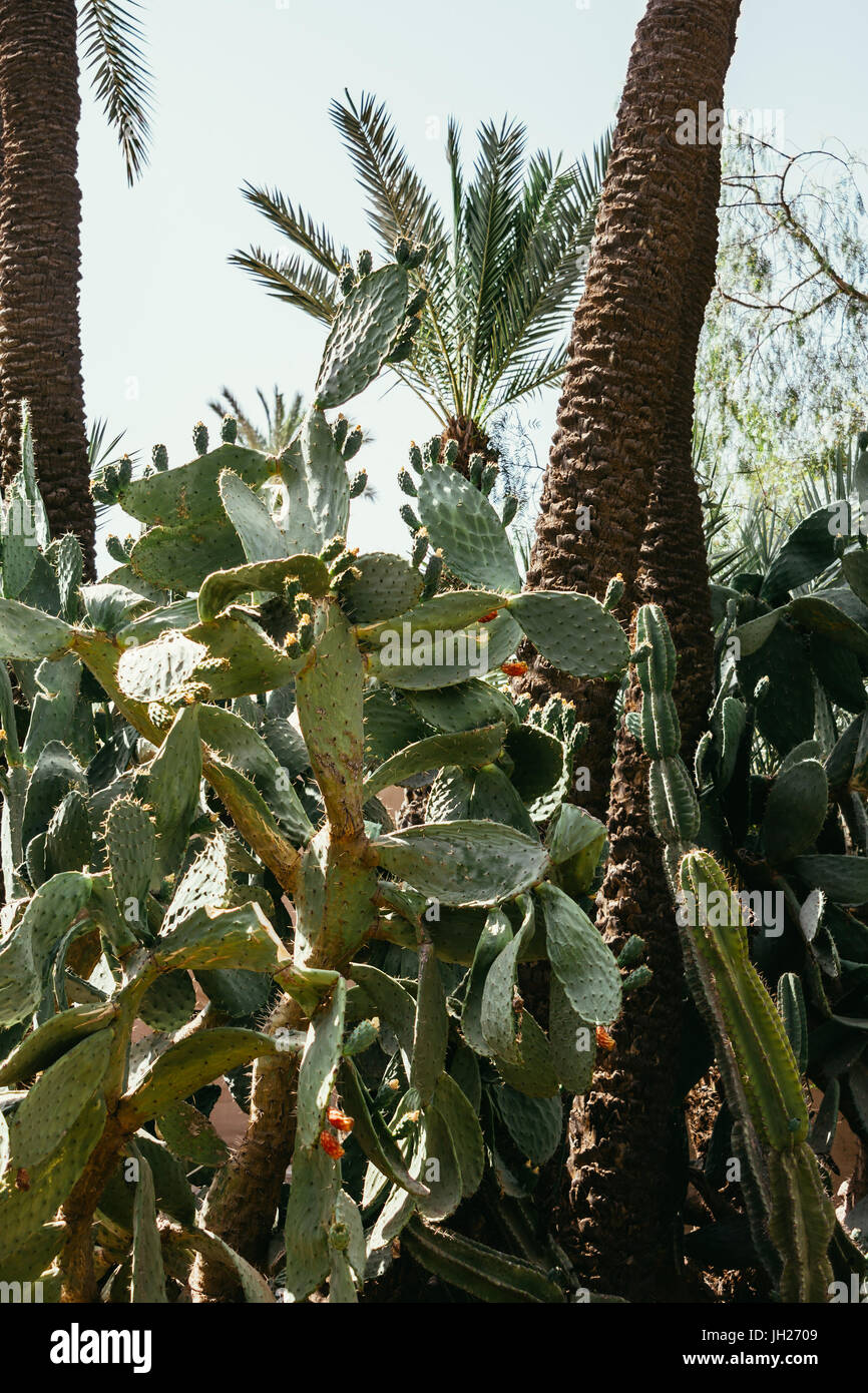 I cactus e le palme visto da sotto. Foto Stock