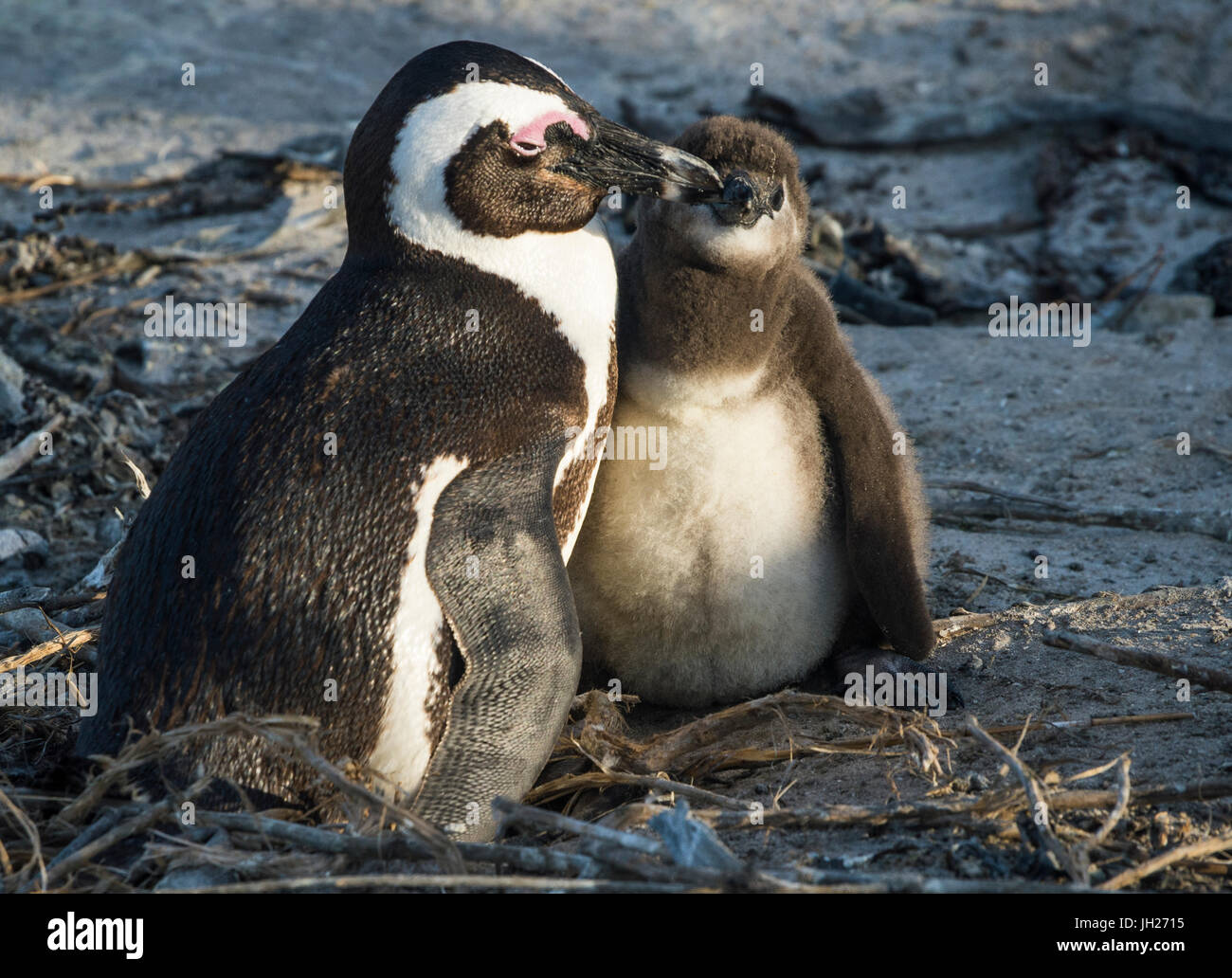 I Penguins africani (pinguini Jackass) (Spheniscus demersus), Boulders Beach, Capo di Buona Speranza, Sud Africa e Africa Foto Stock