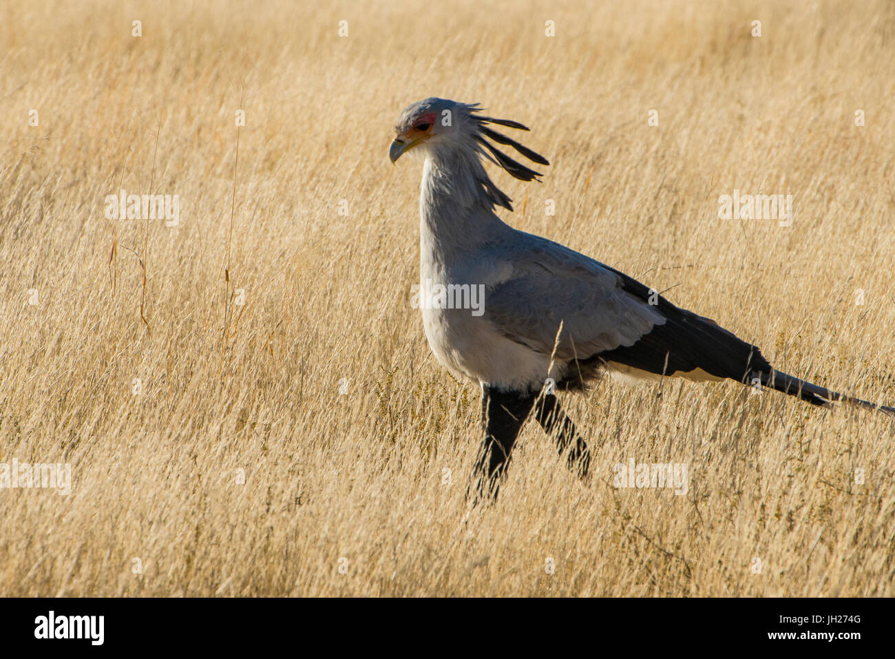 Segretario bird (Sagittarius serpentarius), il Kalahari Parco transfrontaliero, Sud Africa e Africa Foto Stock