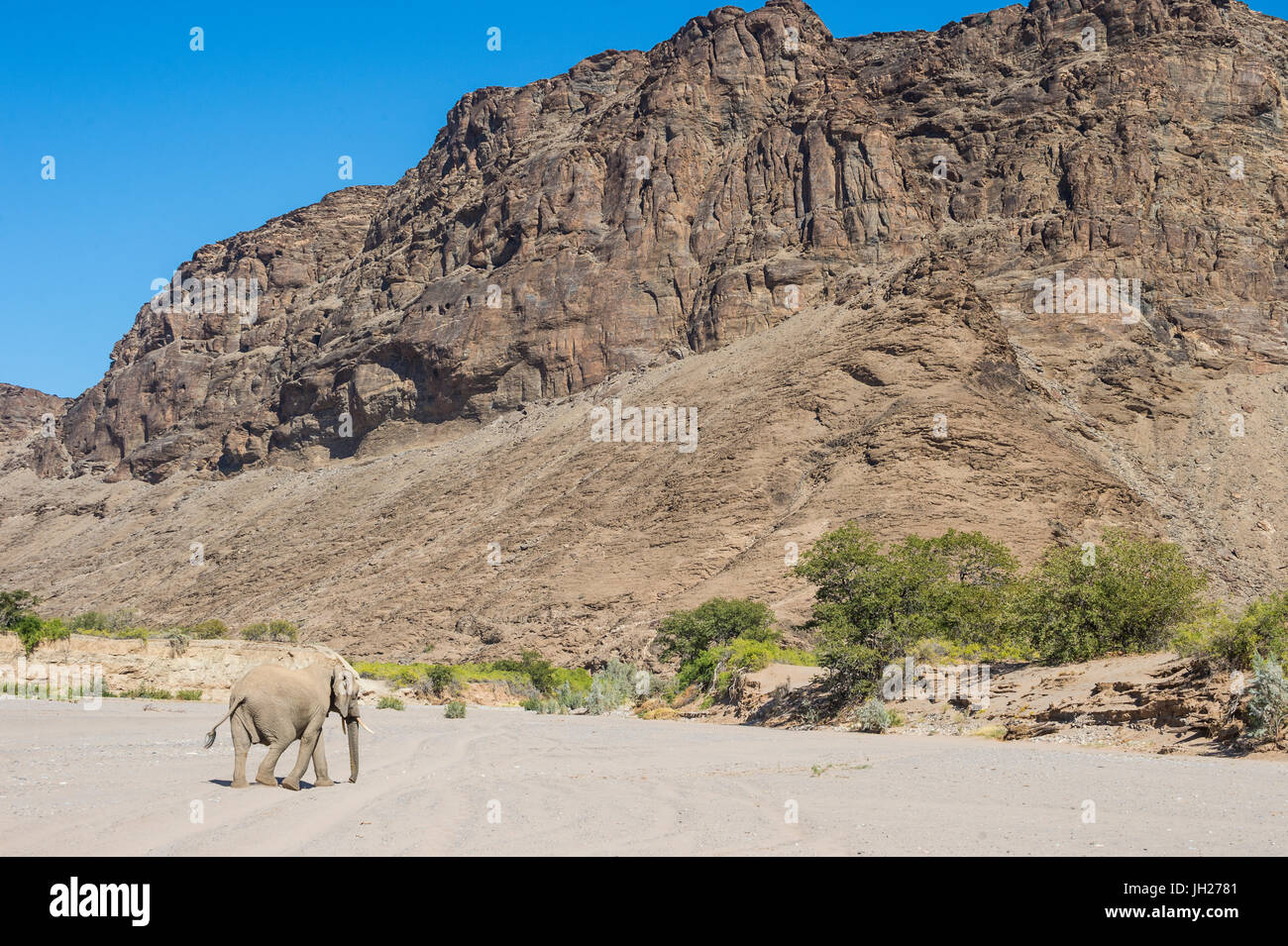 Deserto (dell'Elefante africano Elefante bush) (Loxodonta africana), Khurab Riserva, Namibia settentrionale, Africa Foto Stock