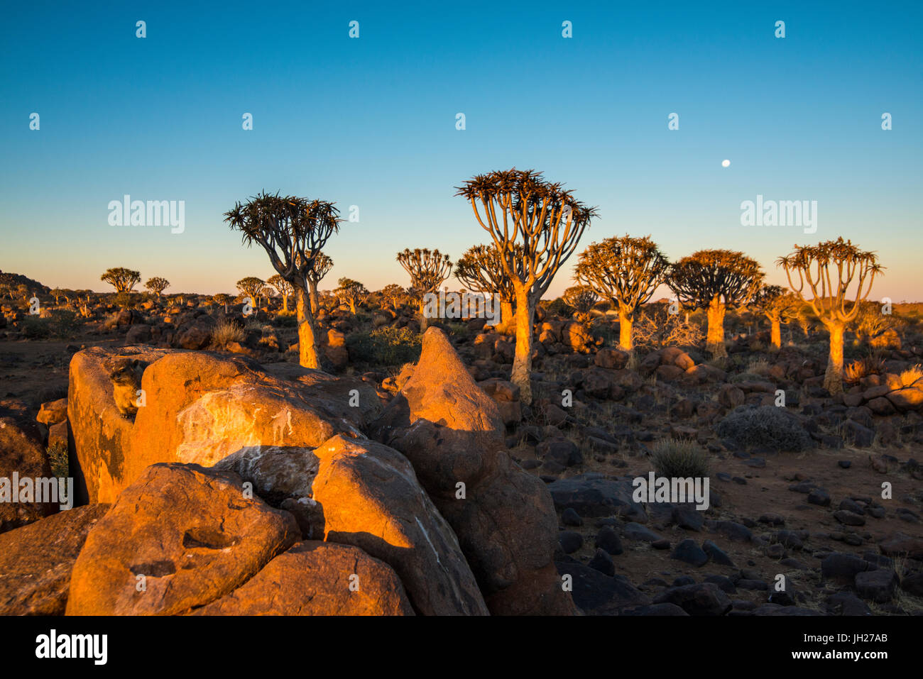 Per Quiver tree forest (Aloe dichotoma) al tramonto, Gariganus farm, Keetmanshoop, Namibia, Africa Foto Stock