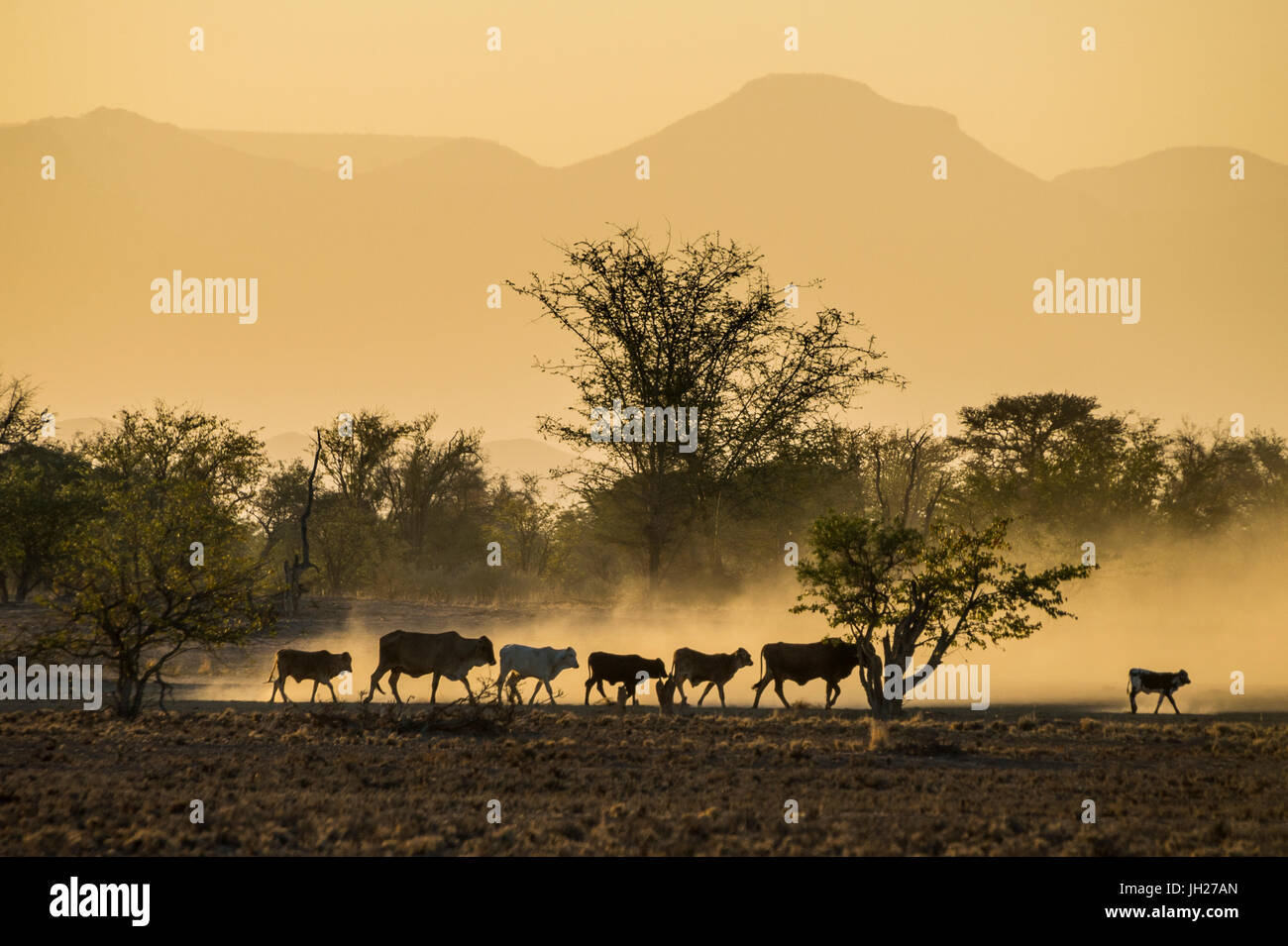 Retroilluminazione del bestiame sulla strada di casa al tramonto, Twyfelfontein, Damaraland, Namibia, Africa Foto Stock