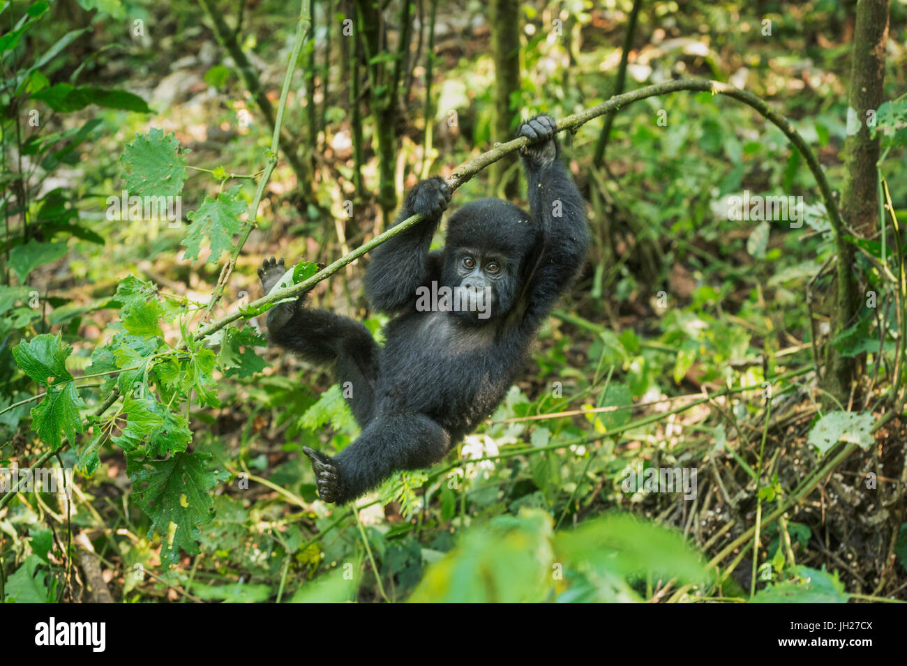 Gorilla di Montagna (Beringei beringei), la foresta impenetrabile di Bwindi, Sito Patrimonio Mondiale dell'UNESCO, Uganda, Africa Foto Stock