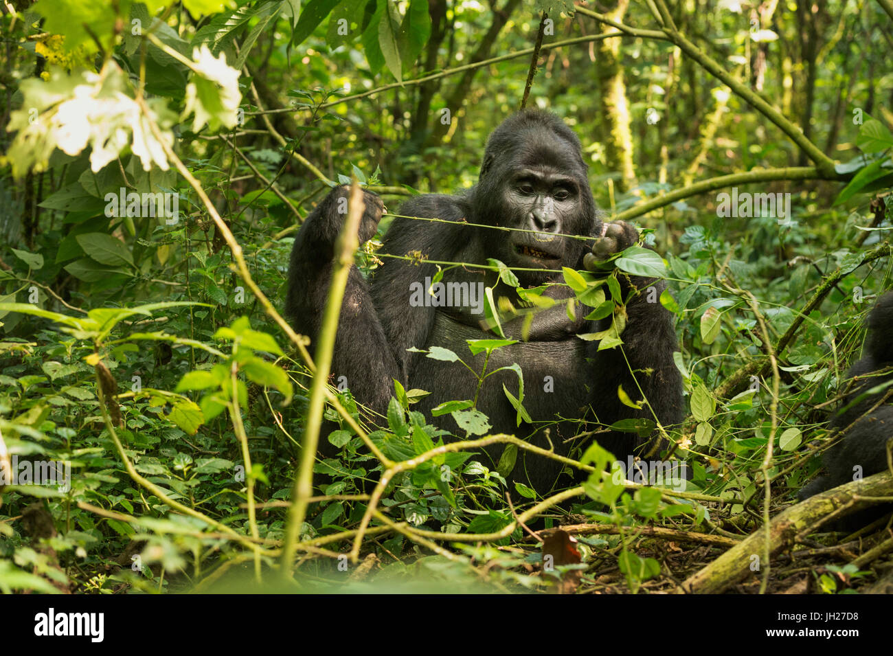 Gorilla di Montagna (Beringei beringei), la foresta impenetrabile di Bwindi, Sito Patrimonio Mondiale dell'UNESCO, Uganda, Africa Foto Stock