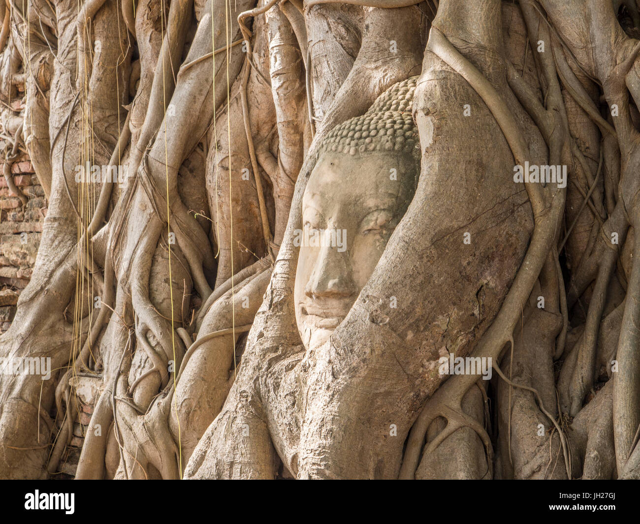 Testa di Buddha in un albero, Ayutthaya, sito Patrimonio Mondiale dell'UNESCO, Thailandia, Sud-est asiatico, in Asia Foto Stock