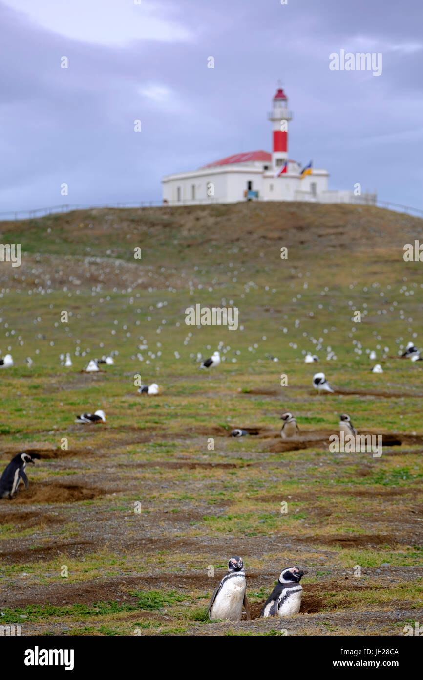 I pinguini di Magellano (Spheniscus magellanicus) nidi su un isola vicino a Punta Arenas, Patagonia, Cile, Sud America Foto Stock